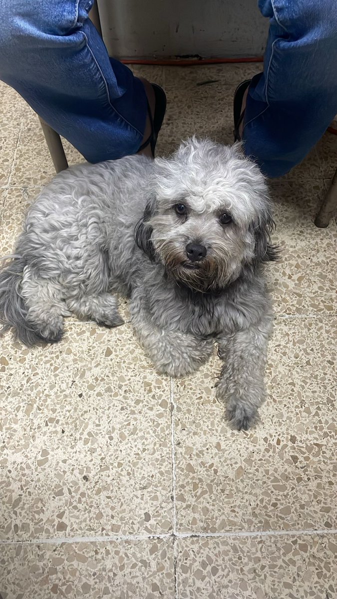 #ENCONTRADA  #GUAYAQUIL
Fecha: 2025-07-31
Sector: Norte,Facultad de Ingeniería Industrial, Universidad de Guayaquil 
Sexo: Hembra
Raza: Mestizo
Observación: Blanco con manchas gris
Contacto: 0958724164 
¡Ayúdalo a volver con su familia!
 #AlertaMePerdí