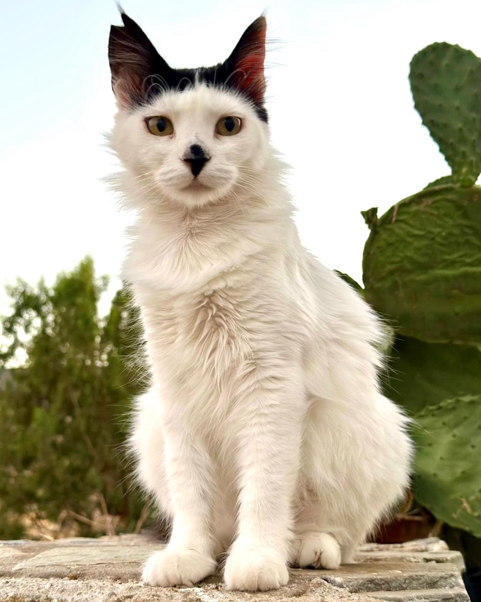 Much-loved Hattie is a spayed female and matriarch of the hilltop village cat colony on this tiny Greek island where we care for the Aegean #Cats 
You can help the #cats by making a small donation to fund life-saving medicines, neutering and food. Purr!
gofundme.com/f/cats-of-irak…