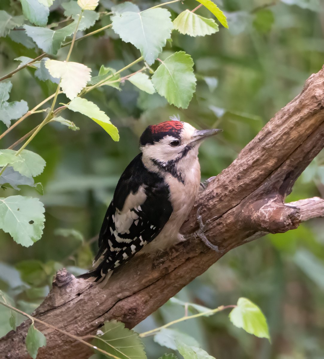 Woodpecker