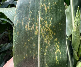 This eUpdate has great articles on liming soils for #wheat and #alfalfa, southern rust in #corn expands in KS, corn leafhopper update, and results from wheat trials on dual-purpose varieties and coleoptile lengths. bit.ly/4miUgyP  #ksag #agronomy