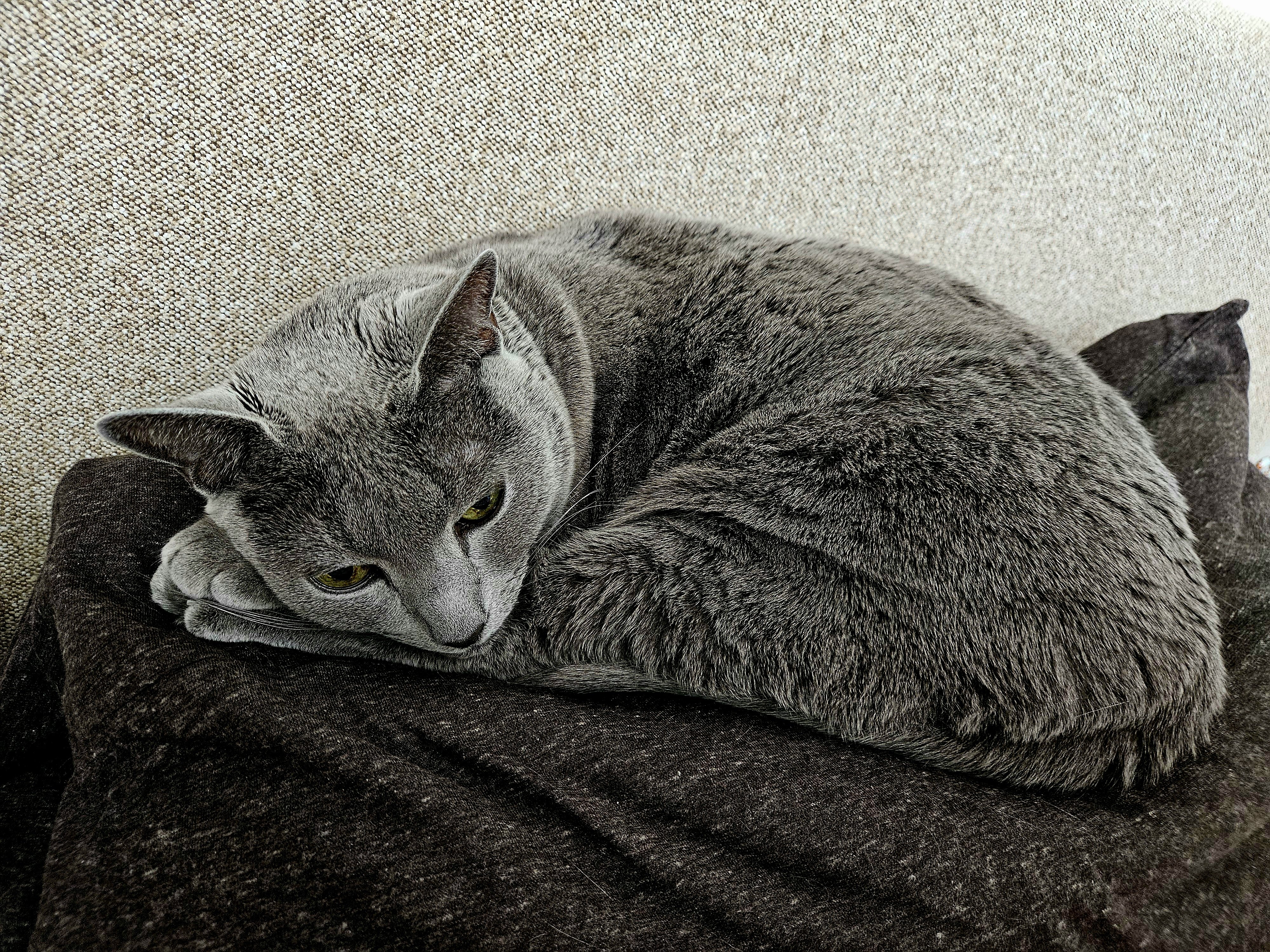 ねこねこ YuTaKa on X: 