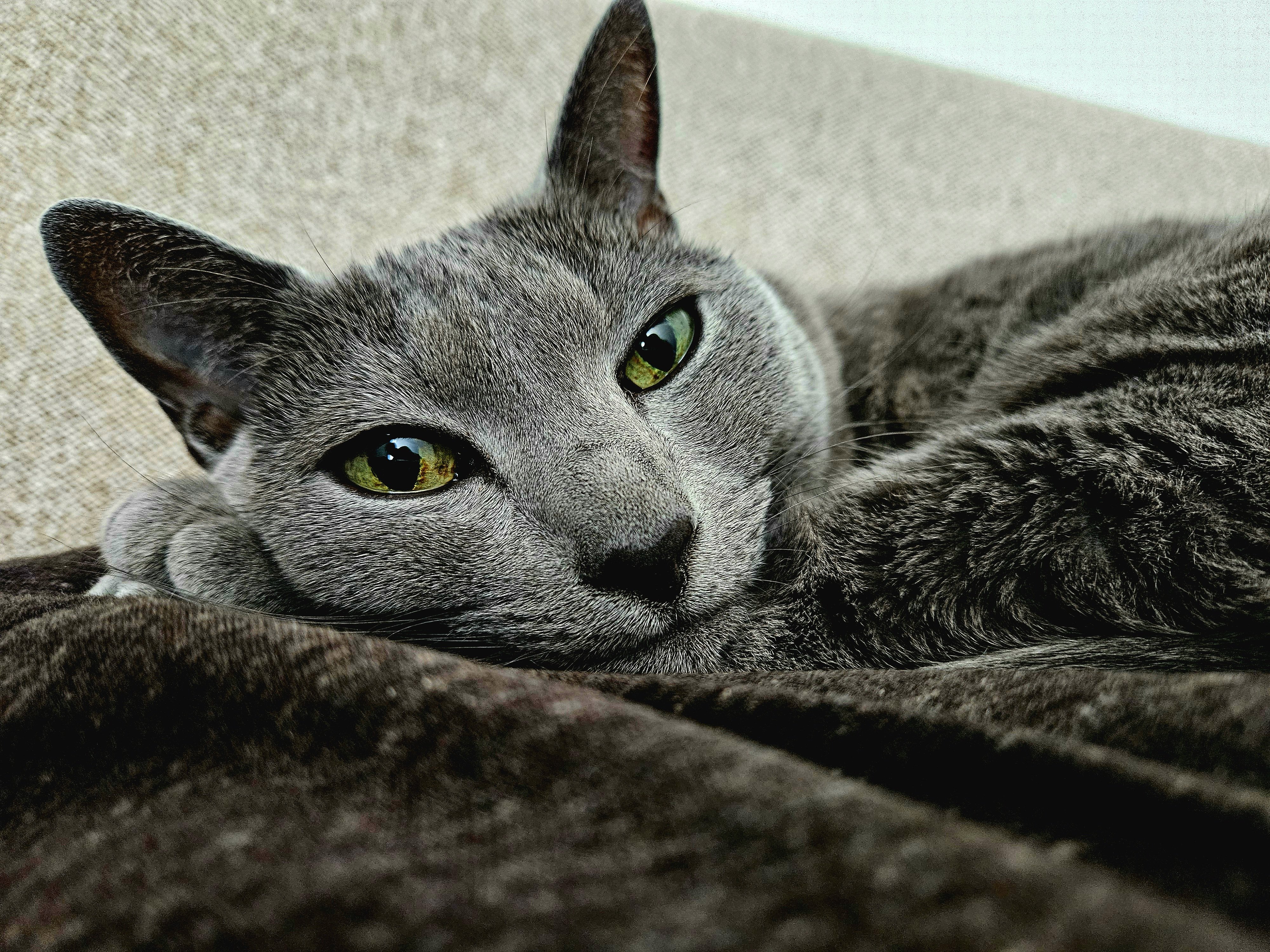 ねこねこ YuTaKa on X: 