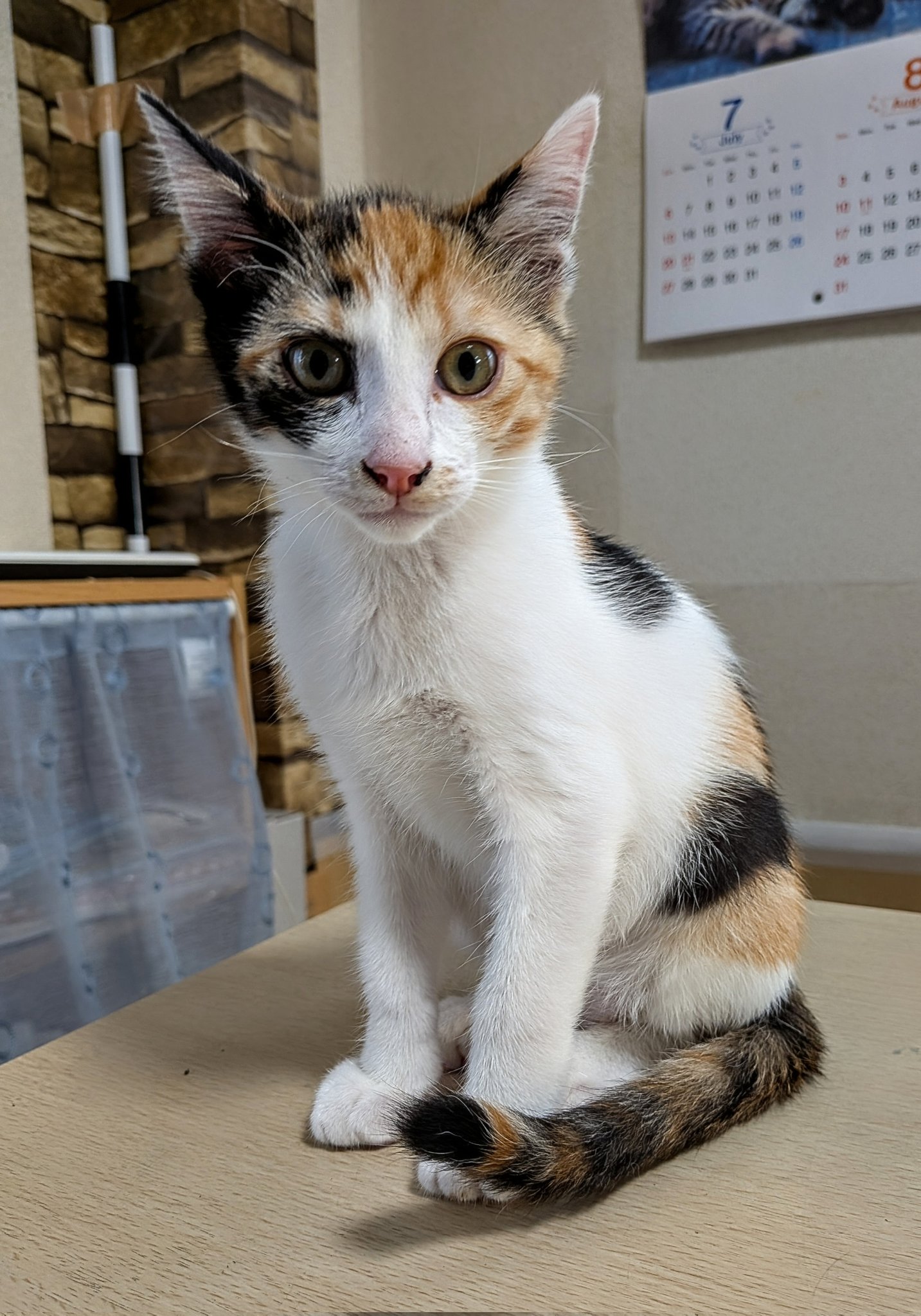 猫先生 猫先生