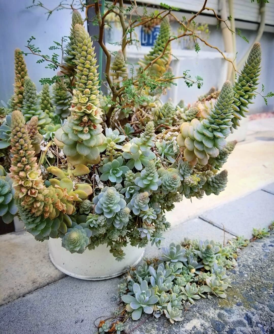 このか様♡専用ページ♡計4点♡多肉植物 女子校。 みんな乙女心交配。 みんなちがってみんないい。 #乙女