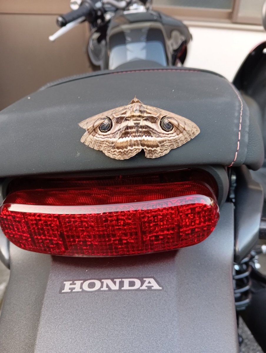 近所のおねいさんのGB350にとまってました!