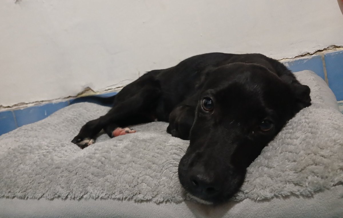 Ya es un hecho que Lorencito vendrá desde Guadalajara a CDMX para formar parte de nuestros rescatados.
Llega mañana.
Esto es para que vean que no les mentimos cuando decimos que allá casi nadie ayuda,ni adopta.😔