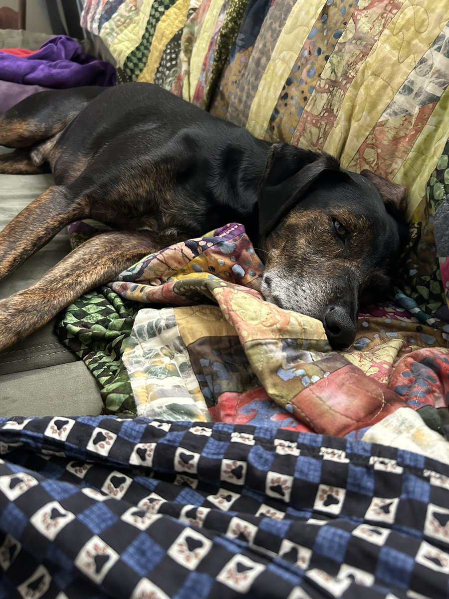 Sorry we have been MIA pals. Mum has been super busy, and I have been perfecting my couch potato skills. 🥔 Missed you pals. 🩵