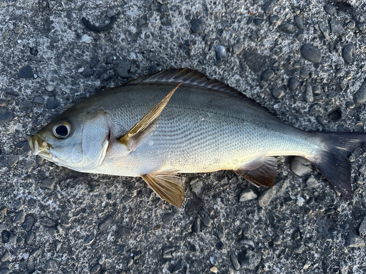 イサキ「よっ！」