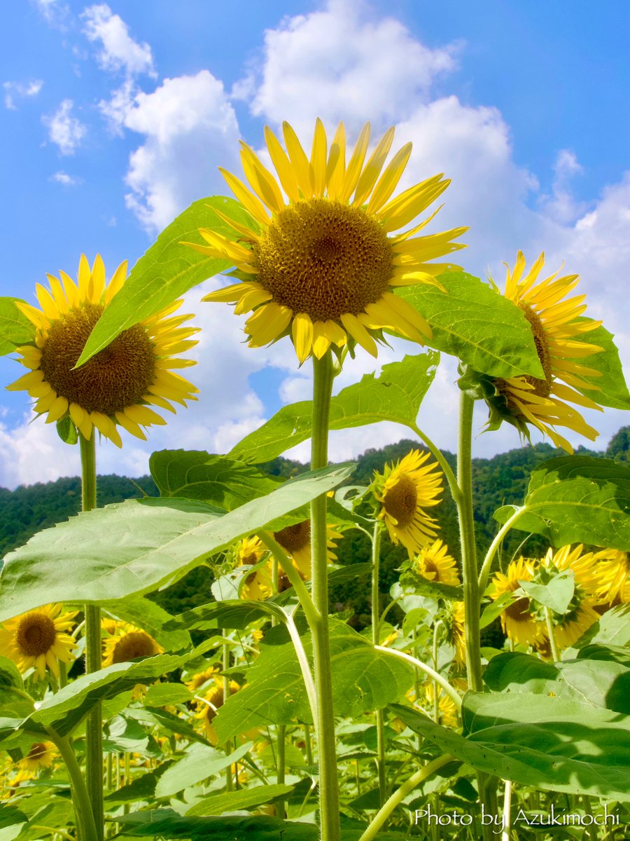 おは·'ᵕ'*)ᰍᩚ

今日から8月だね🌻*:･ﾟ 洲原ひまわりの里