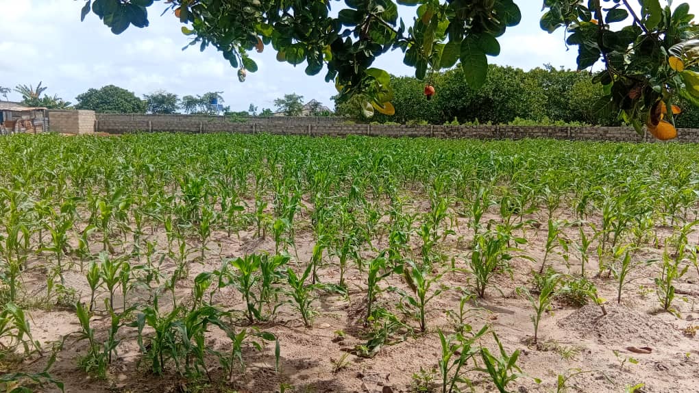 P2-P2RS - The Gambia tweet media