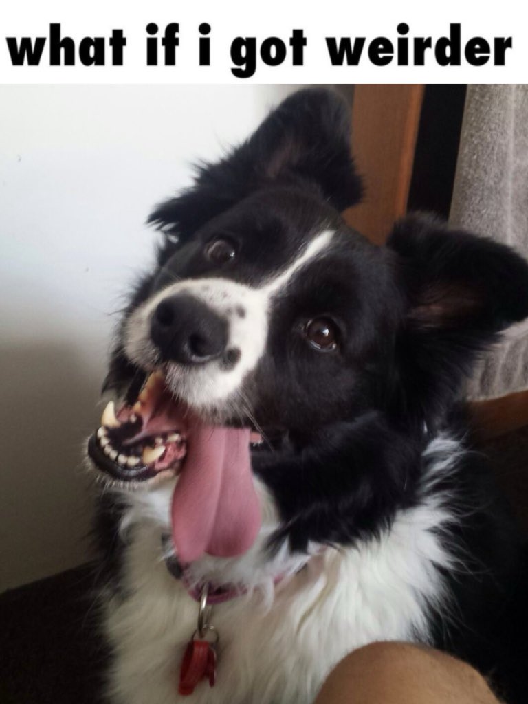 beck 🐾 (@wolfb3ck) on Twitter photo 