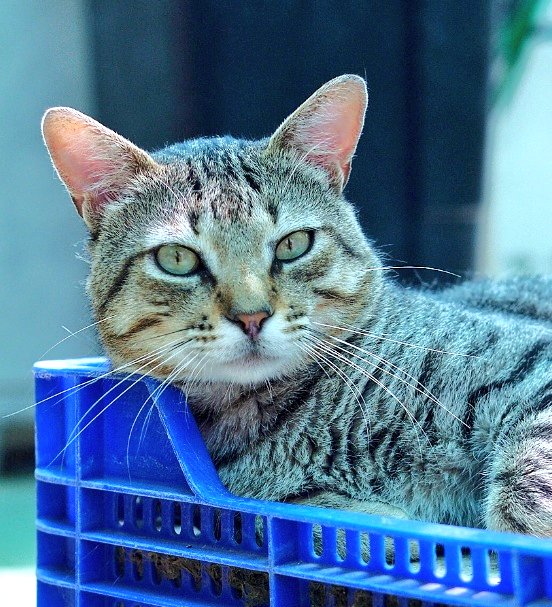 #XarxaBarcelonaAdopcions

<a href="/Adopta/">Jorge Juan Rodriguez</a> al pequeño y preciosísimo Nil ♥️

Cto : <a href="/protemataro/">protemataro</a>