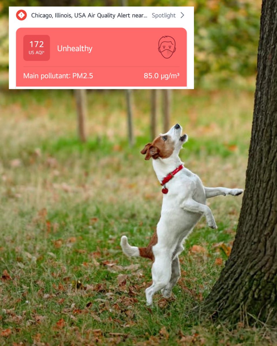 After 2 weeks of 97°+ weather, it's finally 80°... but I can't walk my small terrier outside because the air quality is too awful. Trees would fix that. But in Chicago, we cut down our big trees. "Trees can significantly help reduce fine particulate matter (PM2.5) in urban