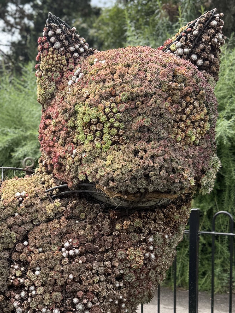 I’m always amazed at the horticultural talent in London.

You could walk round the corner of the most unsuspecting place, and be met with a Sempervivum cat.

Certainly worth celebrating such artistic flare 🔥 🎉 

#GardeningX #GardeningTwitter