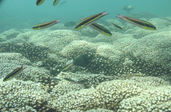 Huatulco muestra aumento de peces gracias a medidas de protección imagenagropecuaria.com/2025/huatulco-…