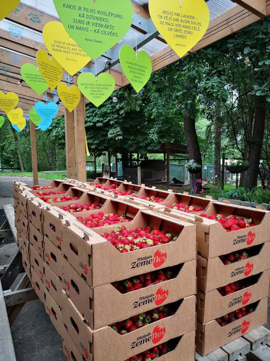 ĻOTI liels paldies
#MālpilsZemeNes par atbalstu, draudzību un lološanu❤️
Tiiiiiiiīīiiiīik gardas zemenes nav nekur citur pasaulē👍 Visa U komanda pateicīga, laimīga, ēd gardu muti😋
❤️☀️🙏🤞🐾🌟
Ļoti mīlam ❤️