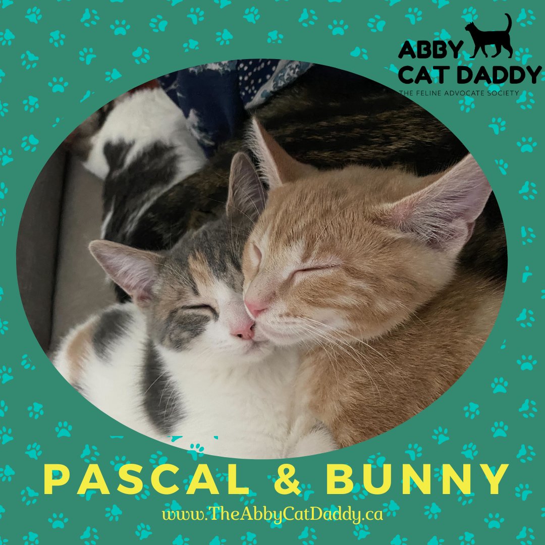 AbbyCatDaddy's tweet photo. Big thanks to @petfinderfoundation and @purinacanada for their Happy Paws &amp; Hearts Operation Grant! 💖

Because of this support, Pascal &amp; Bunny—2 kittens from our Easter Litter—got the surgeries they needed and will be ready for adoption next week! 🐾

#petfinderfoundation https://t.co/XkdEiYHqtB