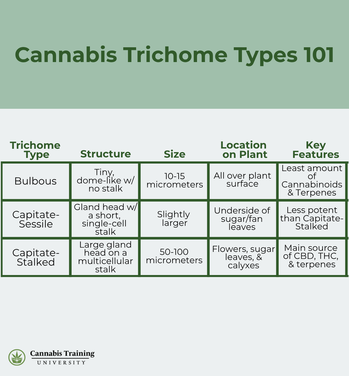 Ever wonder what gives cannabis its potency, flavor, and frost? It all starts with trichomes.

These tiny resin factories pack all the good stuff, THC, CBD, terpenes &amp; more.

#CannabisEducation #Trichomes #WeedScience #GrowYourKnowledge #CTU #CannabisCommunity