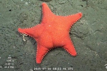 El nuevo enemigo de los libertarios es una estrella de mar culona.