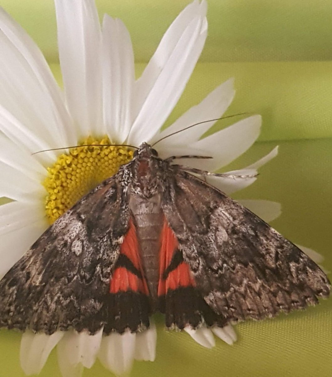 Maria Lea tweet media