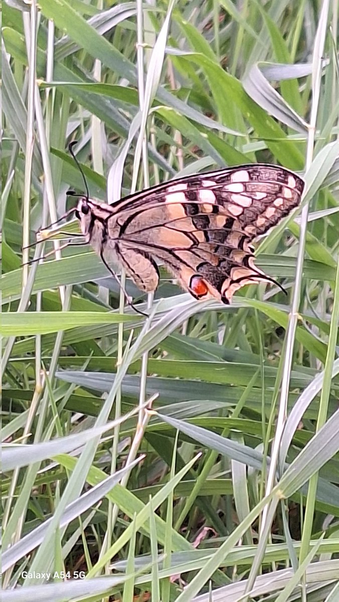 Vanmiddag tijdens de vlindertelroute in Zwolle; Koninginnenpage.