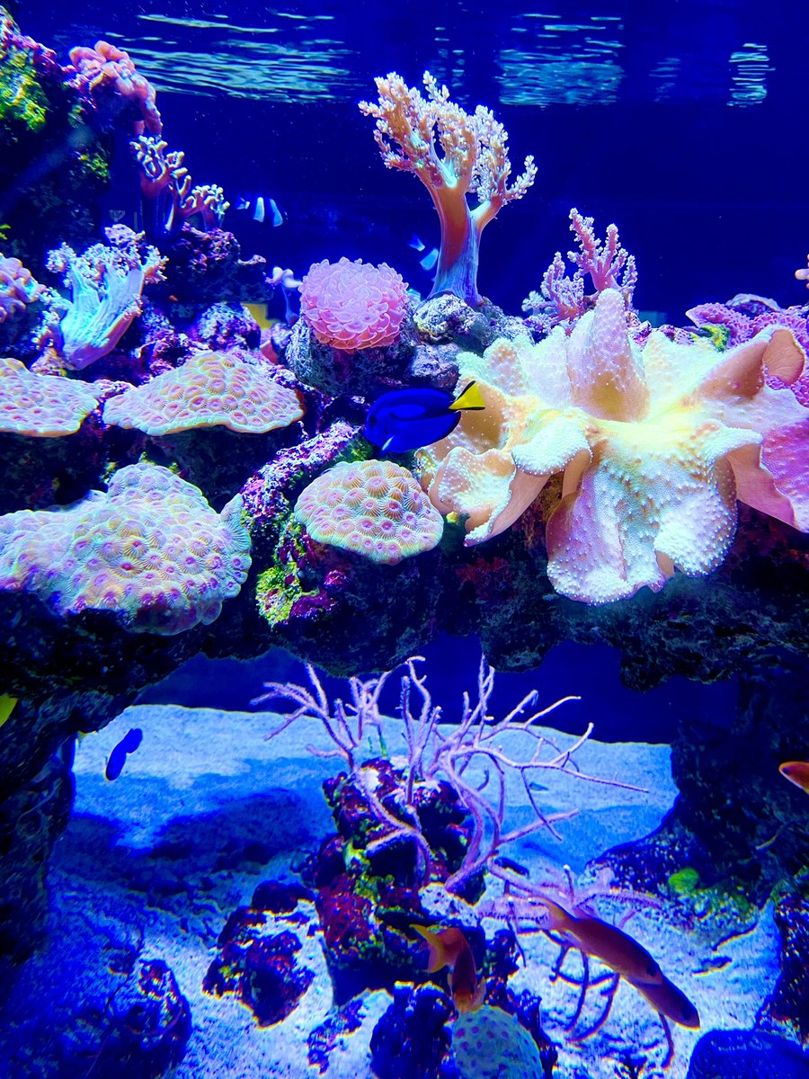 涼んでお酒を飲んだ日🐠