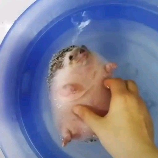 Hedgehog Zone (@hedgehogzone_) on Twitter photo 