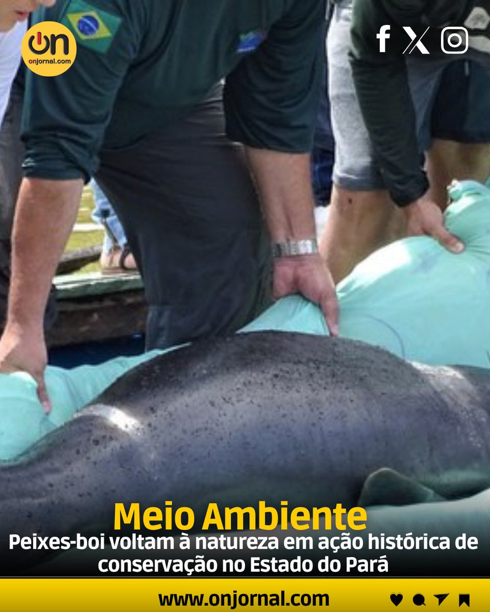 Onjornal1's tweet image. Seis #peixesboidaAmazônia foram #devolvidos ao seu #habitatnatural em #Santarém (PA), marcando uma das maiores ações de #reintrodução da #espécienoBrasil.
           
Acesse:onjornal.com/site/noticia/p…