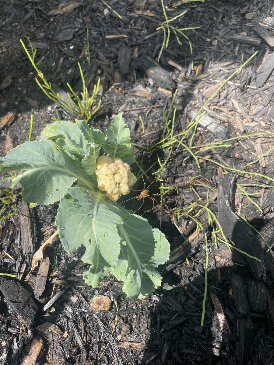 Not one, not two but THREE harvestmen