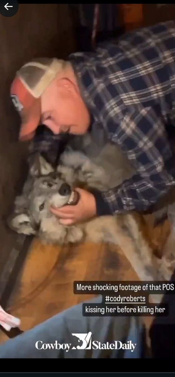 XposeTrophyHunt's tweet image. Grand jury convening to decide if wolf captor Cody Roberts should face felony charges. Roberts tortured & murdered a young female wolf in #Wyoming in February 2024. Let’s hope charges are brought. 🤞🤞🐺
#CodyRoberts #Wolves
newsfromthestates.com/article/grand-…
