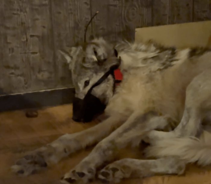 XposeTrophyHunt's tweet image. Grand jury convening to decide if wolf captor Cody Roberts should face felony charges. Roberts tortured & murdered a young female wolf in #Wyoming in February 2024. Let’s hope charges are brought. 🤞🤞🐺
#CodyRoberts #Wolves
newsfromthestates.com/article/grand-…
