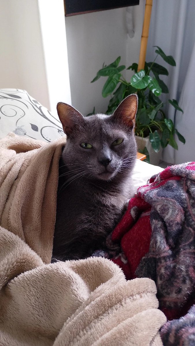 Post pra vocês apreciarem o gato mais lindo do mundo