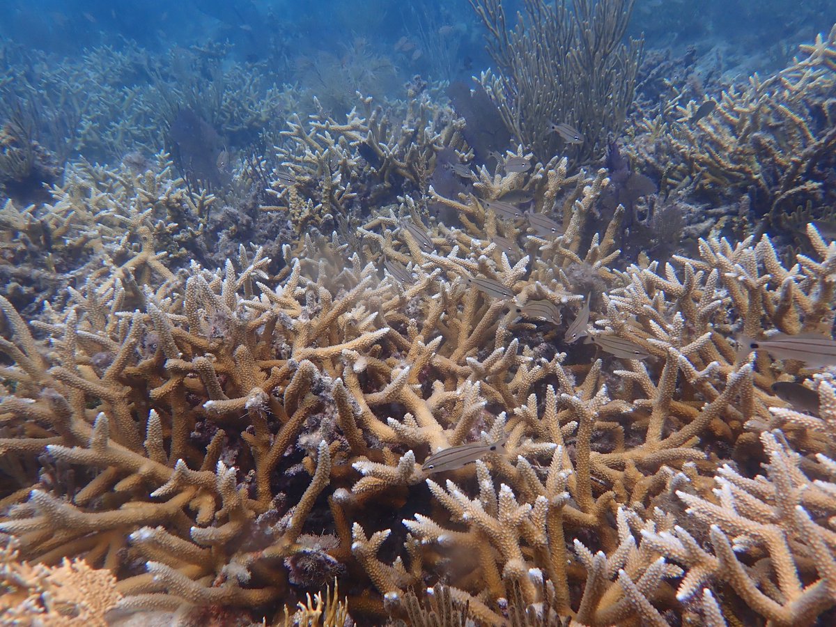 Shayle B Matsuda, Ph.D. (@wrong_whale) on Twitter photo Postdoc seekers—into microbes, corals & biotech? Erica Hartmann (<a href="/ericamhartmann/">Erica Marie Hartmann</a>, Northwestern) & I (Shedd) are looking to support a candidate for the Walder Biota Award. Check the link & get in touch! sites.northwestern.edu/hartmann/2025/… Postdoc seekers—into microbes, corals & biotech? Erica Hartmann (<a href="/ericamhartmann/">Erica Marie Hartmann</a>, Northwestern) & I (Shedd) are looking to support a candidate for the Walder Biota Award. Check the link & get in touch! sites.northwestern.edu/hartmann/2025/…