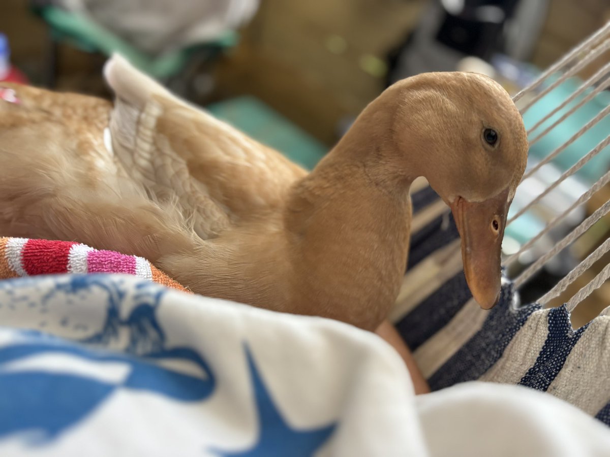 LadyInRedx tweet media