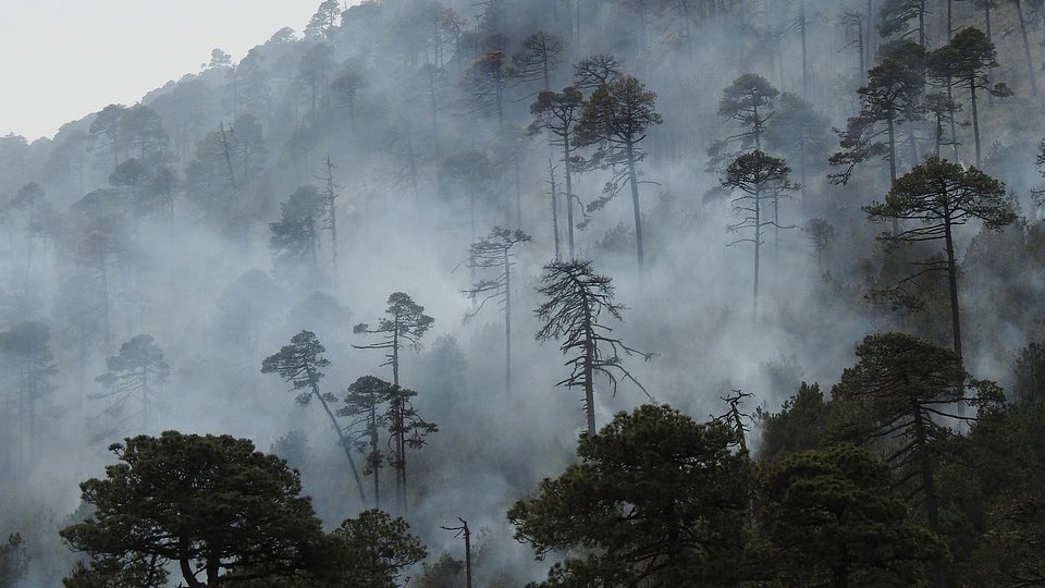 💚 Son los ojos en los bosques. Se aseguran que nuestros ecosistemas sigan vivos para el futuro. 

Por ello, desde @verdesequo_ también queremos reclamar medidas más duras contra los incendios. 

¡Hoy, y siempre: ¡Gracias por proteger nuestro futuro!