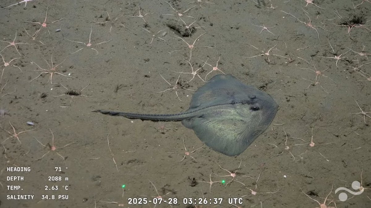 Capricornio 
Rayita durmiendo tranqui