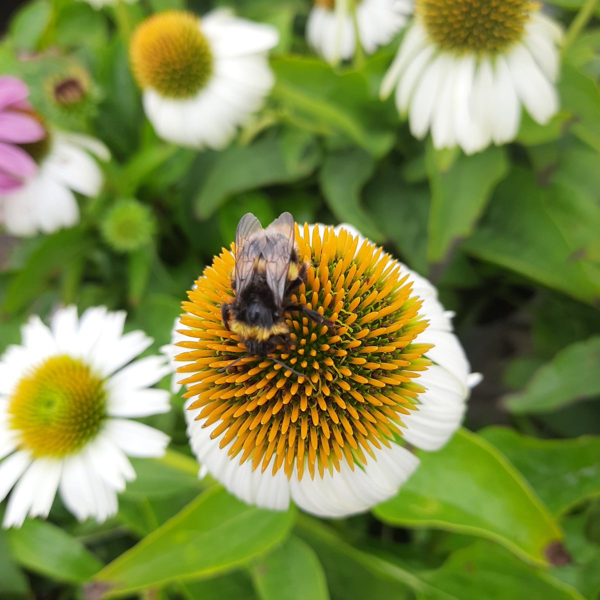 StemoStene's tweet photo. Buonasera @Nicola_Bressi chi sono questi simpatici impollinatori? https://t.co/urlLeDBt8c