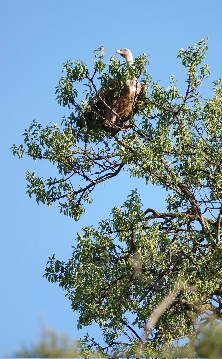 Ocells que pots trobar a la copa d'un arbre, passejant per Alguaire #Lleida