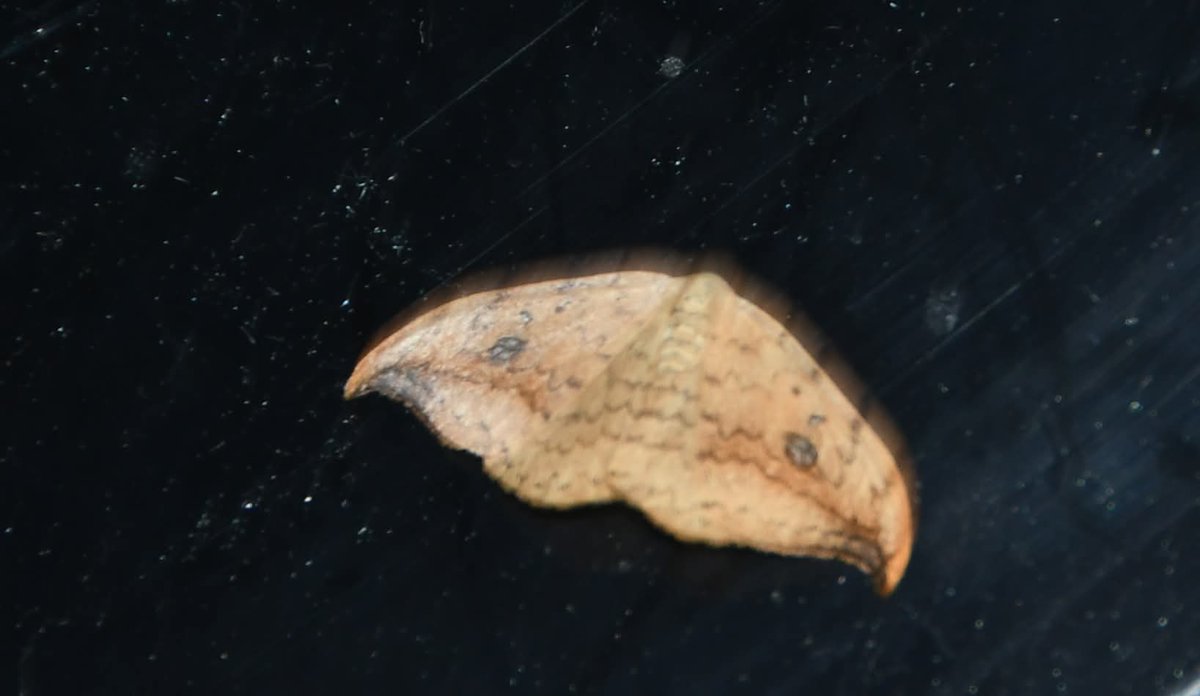 31 July 2025.

Last night the Sutterby Moth Group placed the moth trap in Spilsby, a warm night with a light wind. This morning we identified &amp; counted the moths with a total of 30 Species/72 Moths. As always, the captured moths were released back into the garden unharmed.