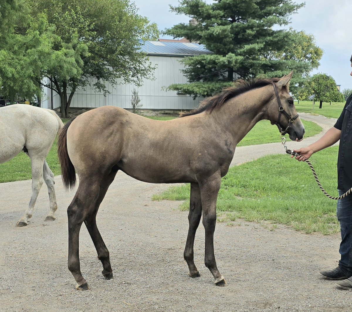Our WAR FRONT colt coming along nicely in Lexington.  Looks the part in every way at this stage of the game. <a href="/claibornefarm/">Claiborne Farm</a> <a href="/WalkerHancock/">Walker Hancock</a>