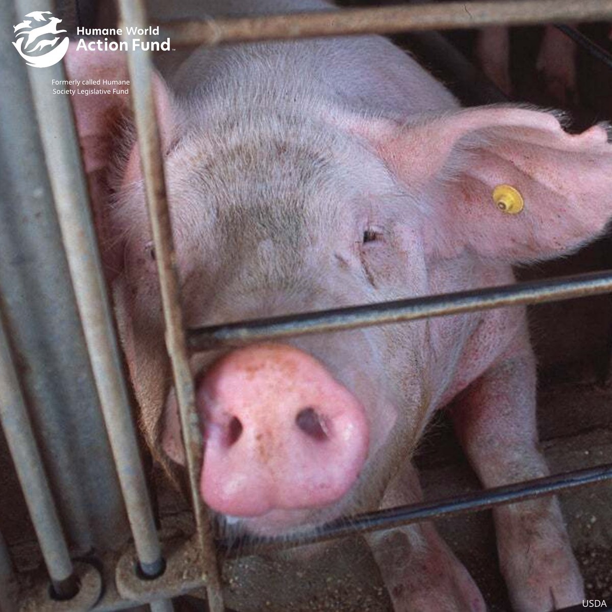 The heart of hog country rejects Big Pork’s federal power grab.

<a href="/gazettedotcom/">The Gazette</a>, one of Iowa’s leading newspapers, published an editorial today opposing “Save Our Bacon Act,” calling it political overreach that undermines voters and humane farming progress.

Read more ➡️