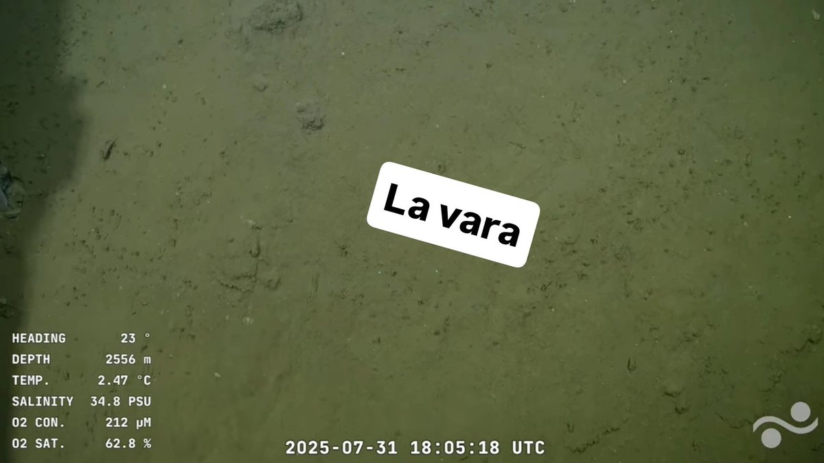 Hay nuevos descubrimientos en la transmisión desde fondo del mar argentino
