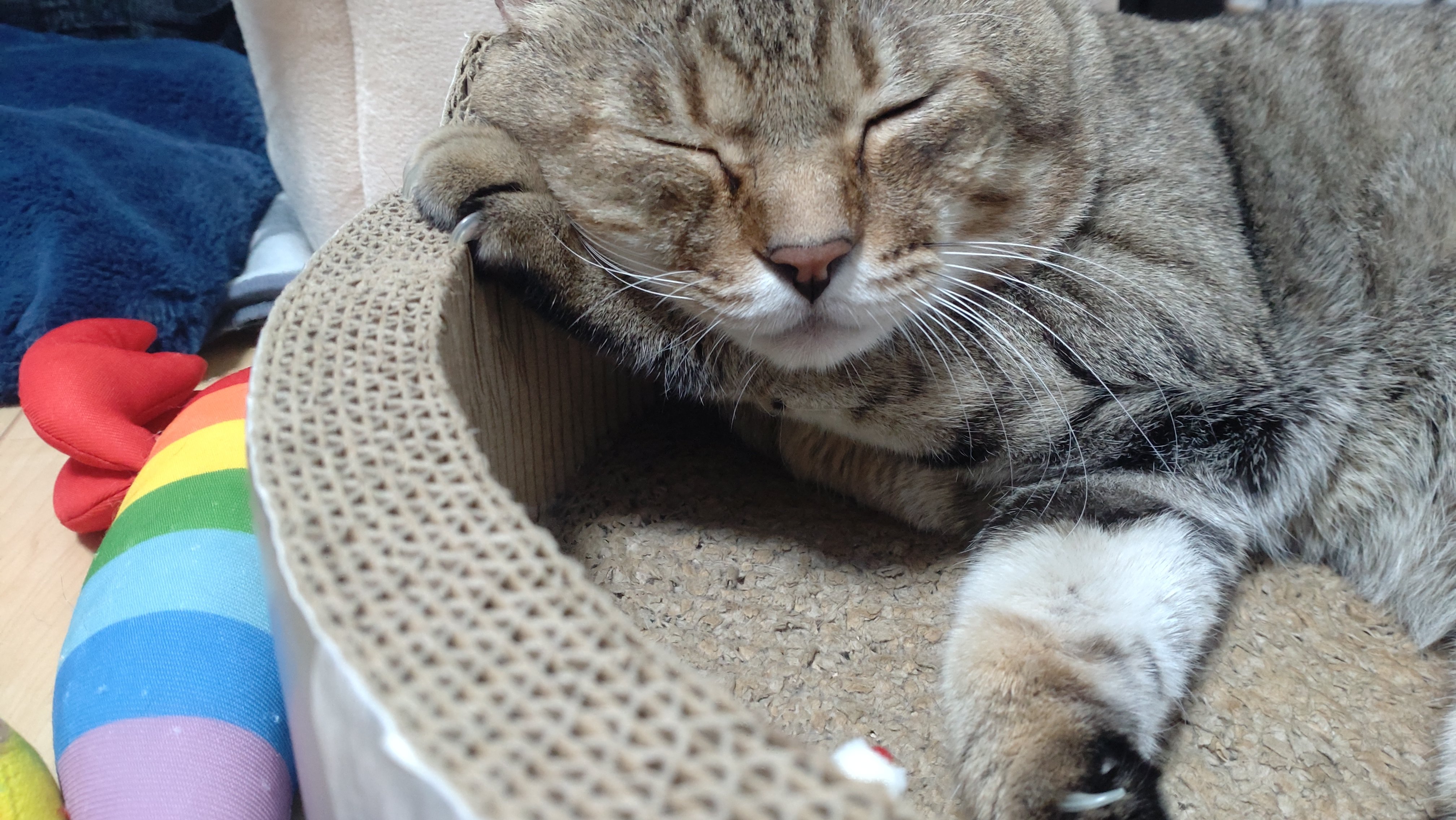 らうねこ JXK 003 中華田園猫 JXK Studio出品