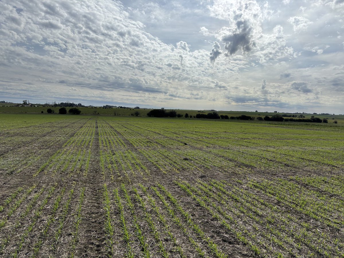 Campo experimental ⁦<a href="/maltoriental/">Maltería Oriental SA</a>⁩  Tarariras 🍻 2025 .. se van armando las cebadas 💪 ⁦<a href="/servaguruguay/">SERVAG</a>⁩