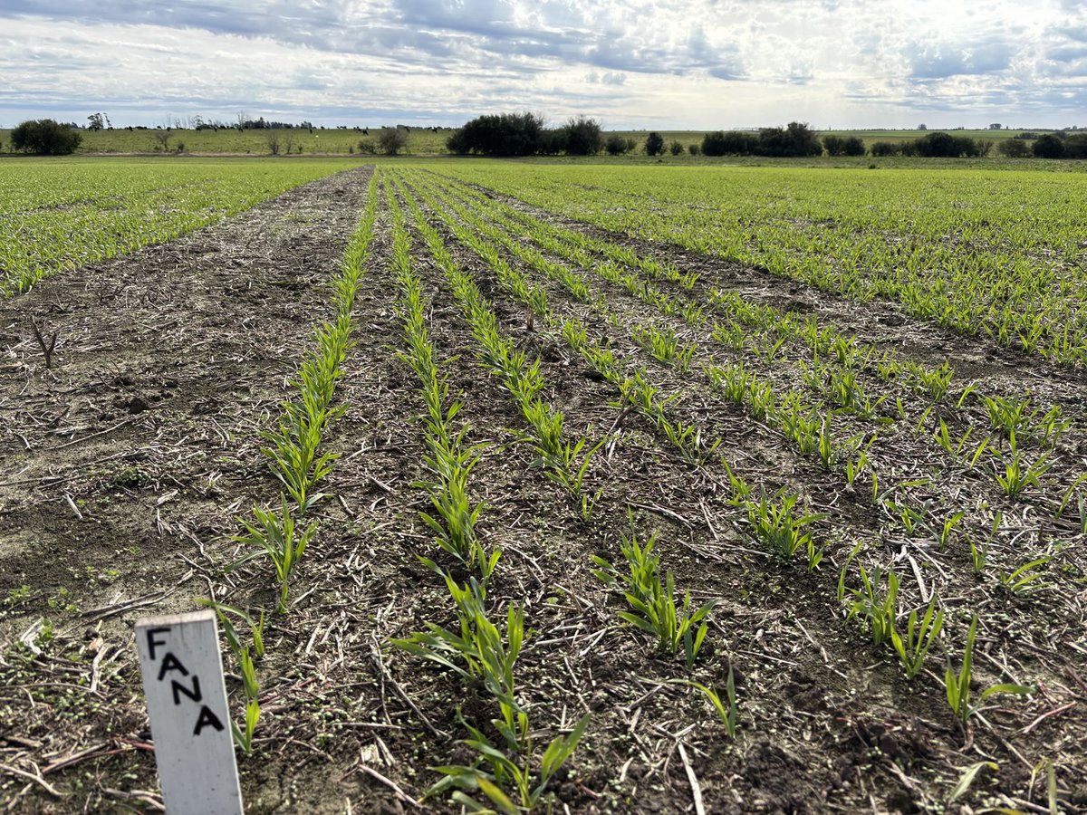 maria pardo tweet media