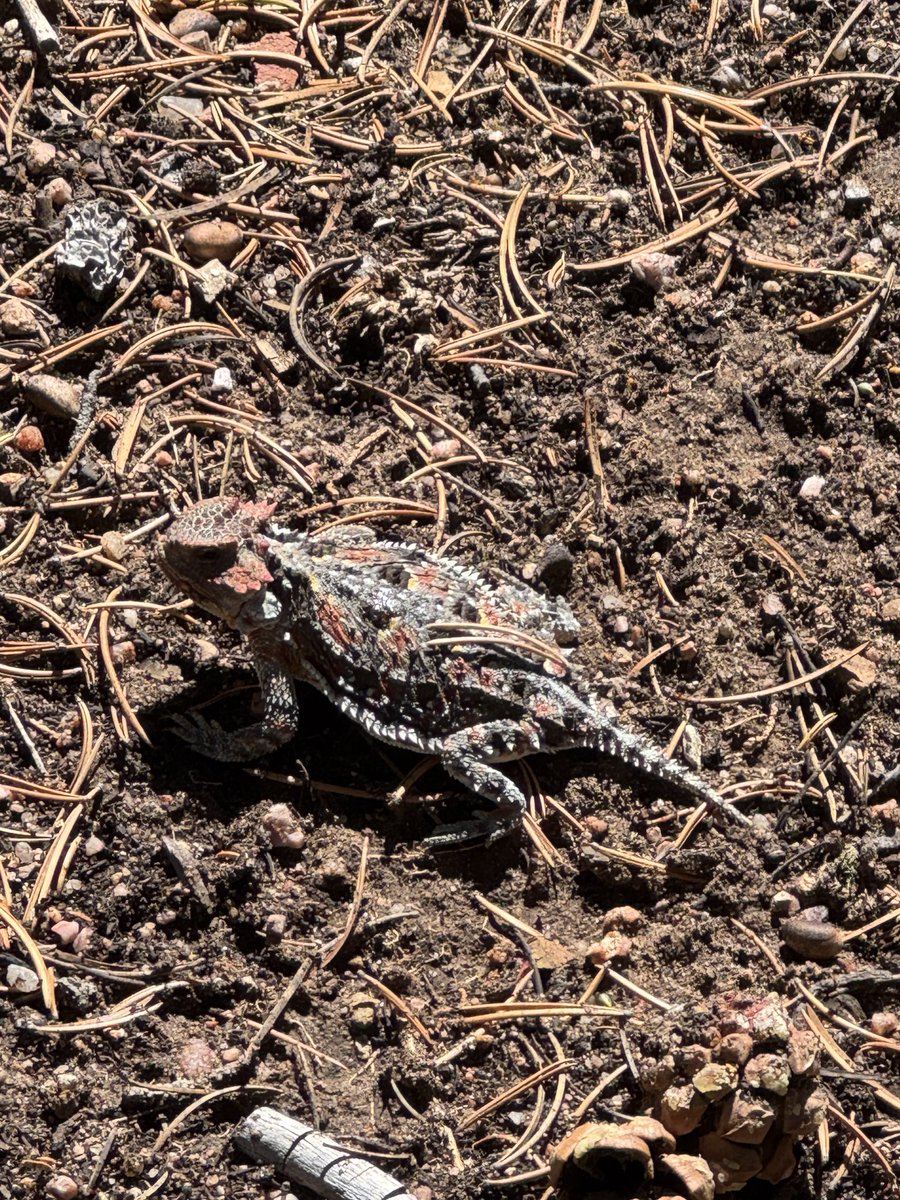 Great spot just off the hiking trail: Greater Short-horned Lizard