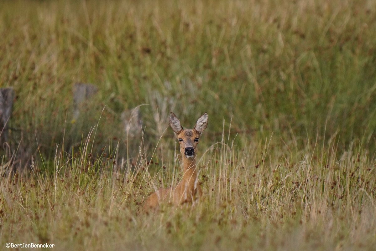 Hallo daar 👋🏻 #ree