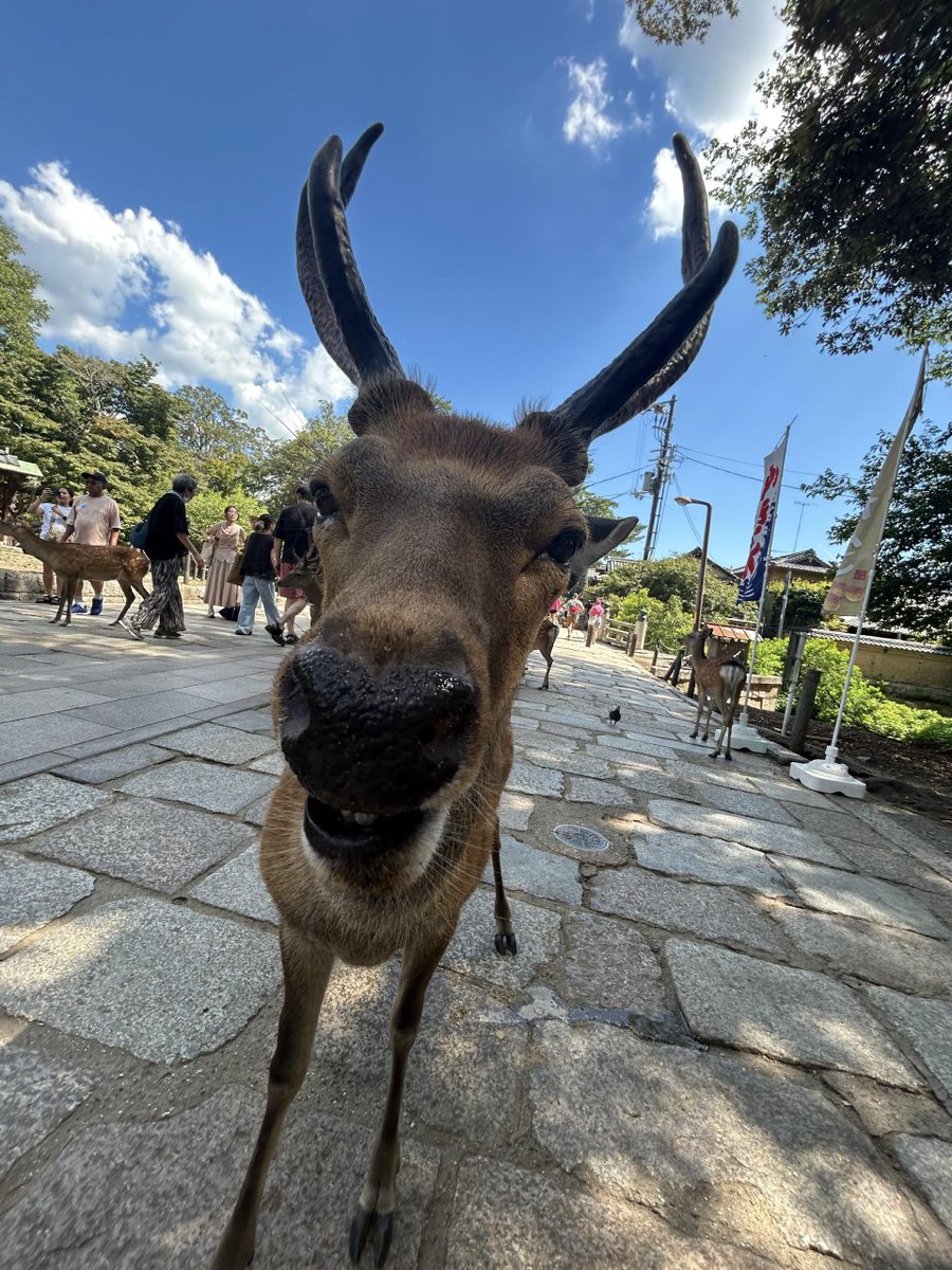Deerposts (@deerpostss) on Twitter photo 