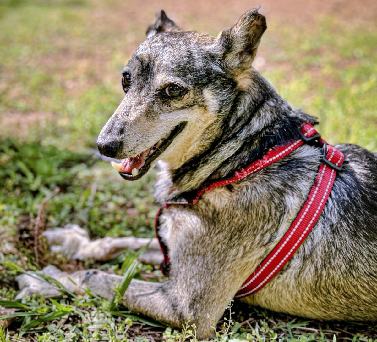 SOS Abuelos tweet media