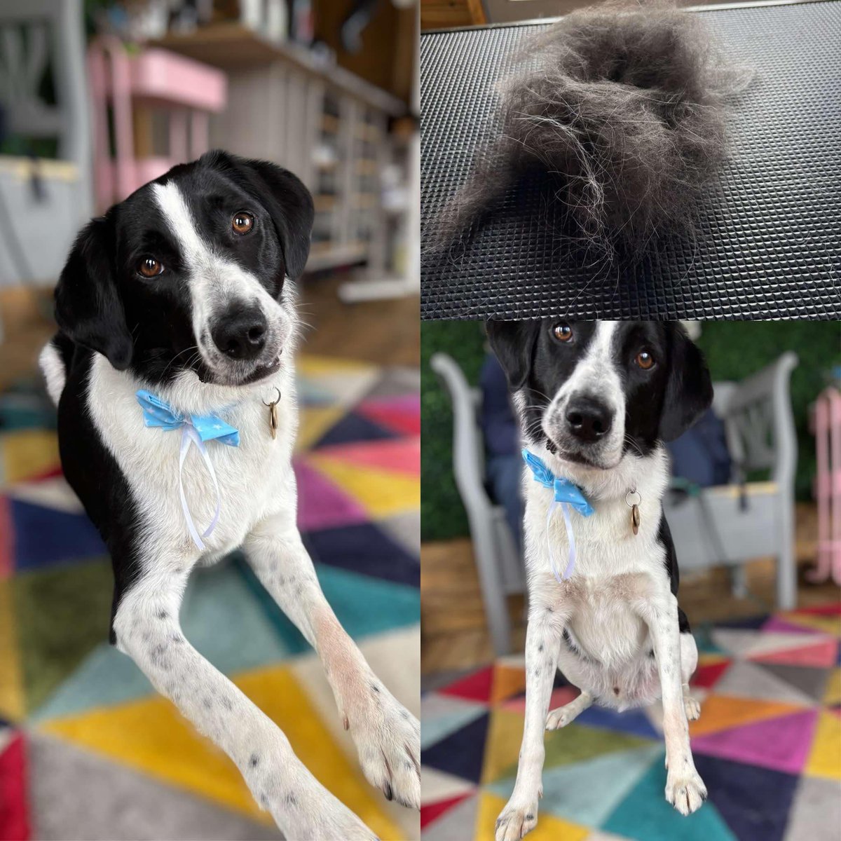 Flynn had his first professional groom today. Lots of new experiences but he took it all in his stride ❤️